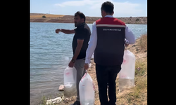 Sazan Yavruları Suyla Buluştu