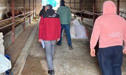 Mucur’da Hayvan İşletmelerinde Kapasite Kontrolleri Gerçekleştirildi
