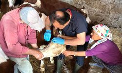Kırşehir’de hayvanlar için aşılama seferberliği
