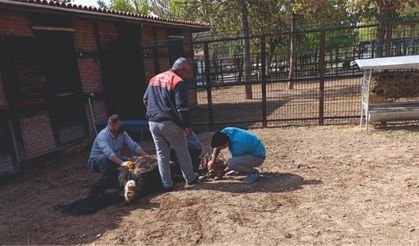 Kırşehir'de Güzler Evcil Hayvanlar Parkı'nda titiz takip