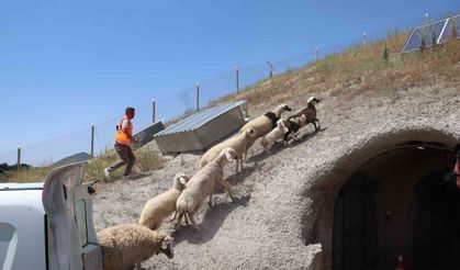 Kurban Bayramı’nda kaçan hayvanları, belediye sahibine teslim etti