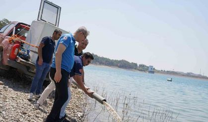 10,5 milyon yavru sazan 12 ilde göletlerle buluştu
