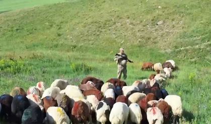 Kars’ta kaybolan 65 küçükbaş hayvan jandarma ekiplerince bulundu