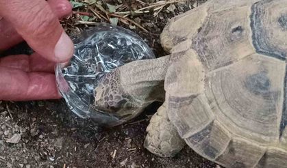 Susuzluğa Kaplumbağa Mücadelesi