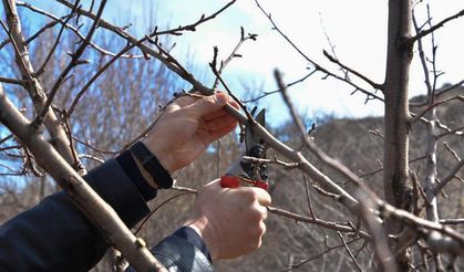 Kırşehir’de bahçıvanlara uyarı: Sonbaharda budama yapmayın!