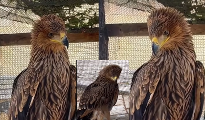 Anadolu’nun Şah Kartalı Kırşehir’de emin ellerde