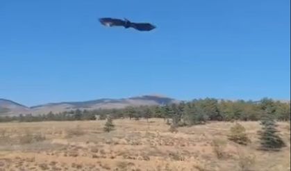 Tedavisi tamamlanan saz delicesi özgürlüğüne kavuştu