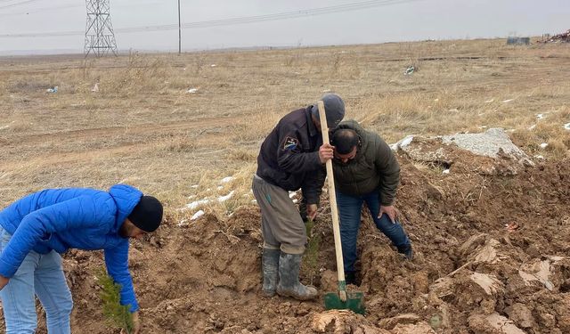 Kırşehir'in o köyünde yeşillendirme devam ediyor