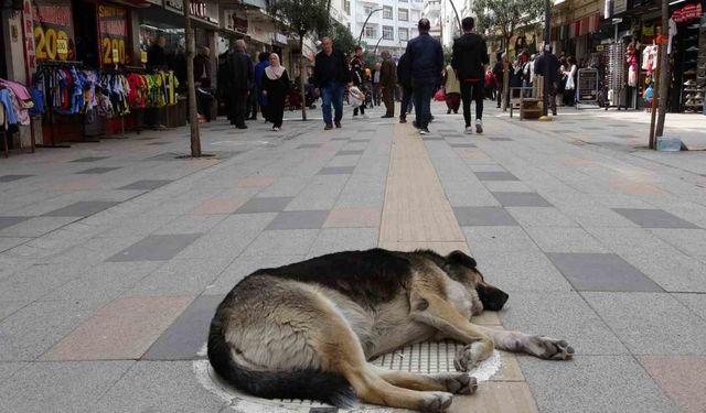 Altınordu’da sokak köpekleri esnaf ve vatandaşları bezdirdi