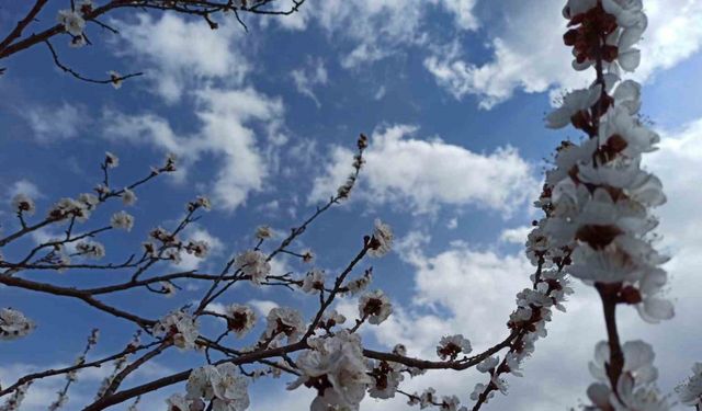 Zirai dondan etkilenen kayısıda zarar büyük