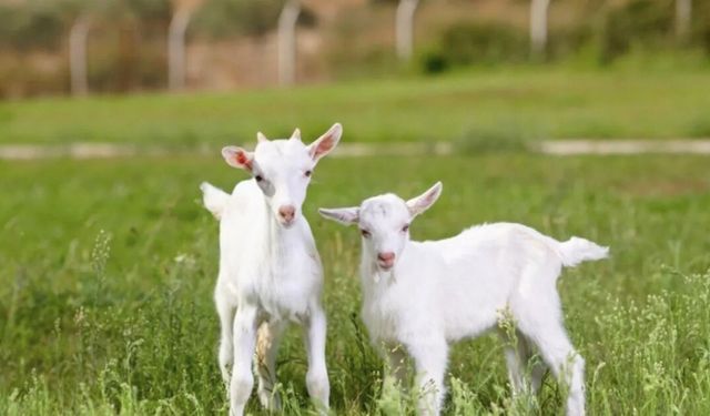 İkinci dönem başvuruları Kırşehir'de başlıyor