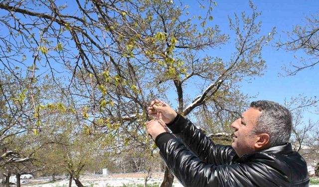 Malatya’da zirai don felaketi