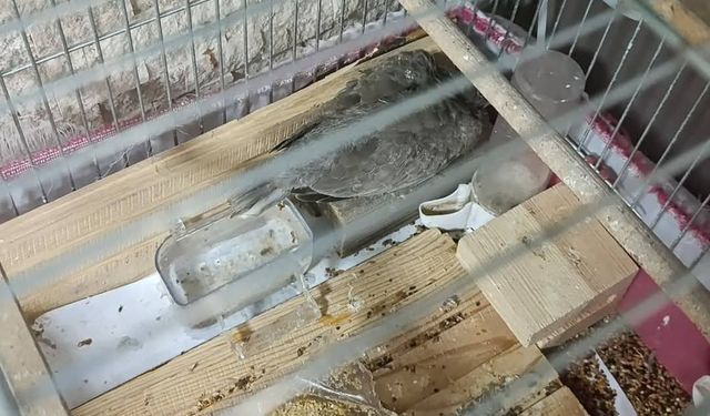 Kırşehir'de yavru kumruya hayat veren yardım eli