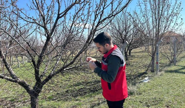 Kırşehir'de don hasarı tarım alanlarını vurdu: Ekipler sahada