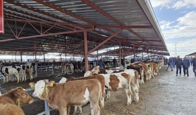 Kırşehir'de Kurban Bayramı hazırlıkları başladı
