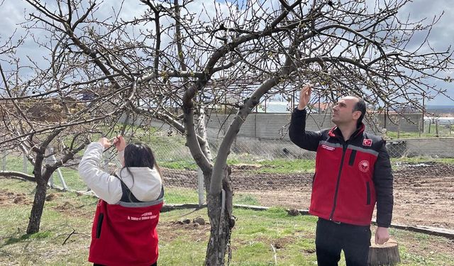 Kırşehir'de zirai donun yol açtığı hasar incelendi