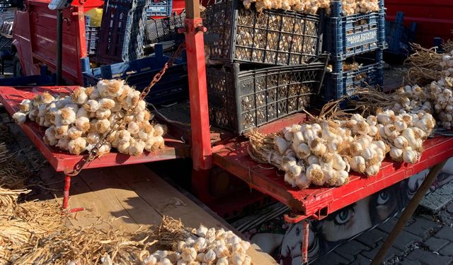 Kırşehir’in doğal hazinesi: Sarımsak