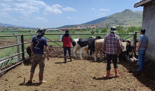 Kırşehir’de veteriner ekipler sahaya indi