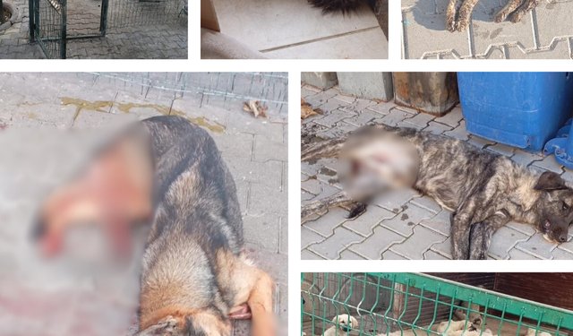 Sahipli hayvanlarını sokağa bırakanlara ağır cezalar geliyor
