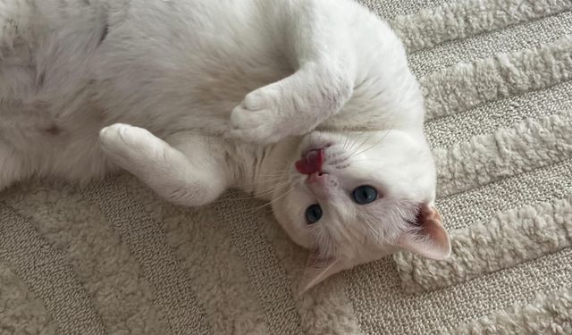 Kırşehir’de evde kedi beslemenin sürpriz etkileri
