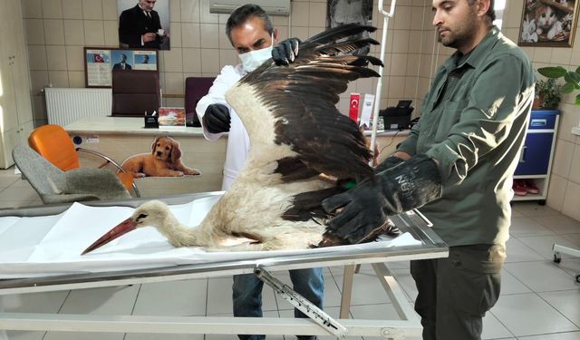 Kırşehir’de duyarlılık can kurtardı, bitkin leylek koruma altında
