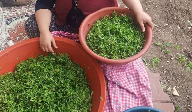 Kırşehir’de baharın tadı tezgâhlarda