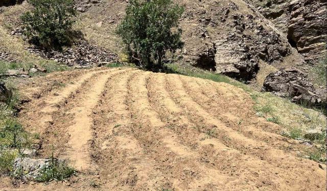 Bingöl’de 2 bin 900 kök kenevir ele geçirildi