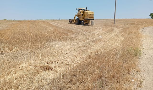 Ulupınar'da hasat zamanı!