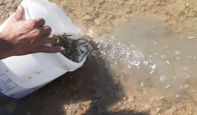 Kırşehir’in sularına 943 bin yavru sazan bırakıldı
