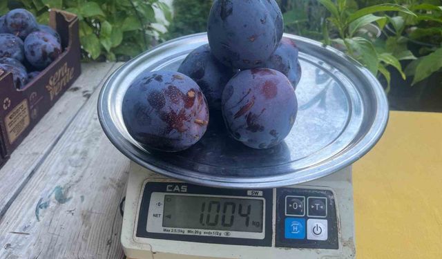 5 tanesi 1 kilo geliyor