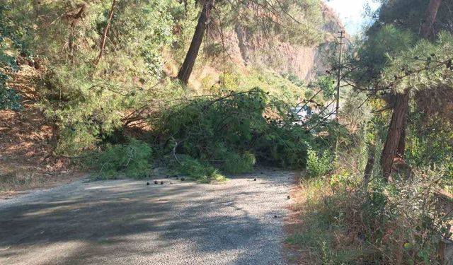 Ağaç devrildi, yol ulaşıma kapandı