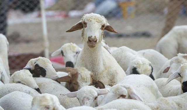 Kırşehir’de büyükbaş ve küçükbaş hayvan desteği başvuruları başlıyor