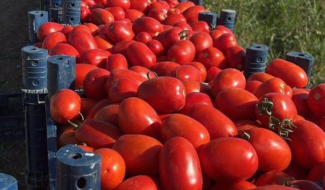 Kırşehir’de kışlık salça sezonu başladı