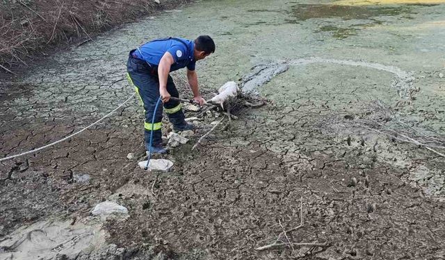 Mahsur kaldı, operasyonla kurtarıldı