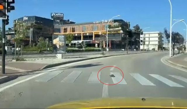 Trafikte kurallara uyan minik kaplumbağa vatandaşlara örnek oldu