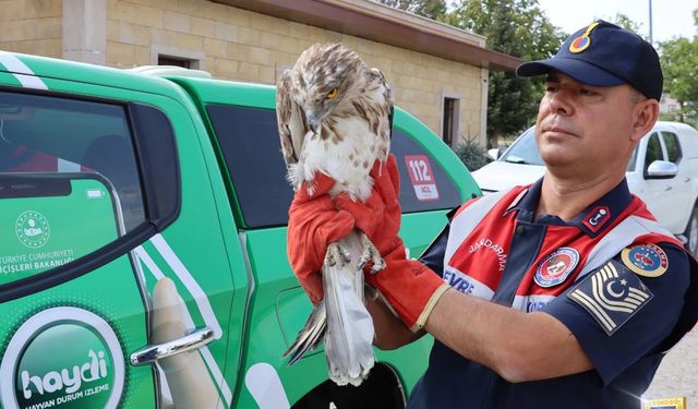 Kırşehir Jandarması yaralı kuşları güvence altına aldı