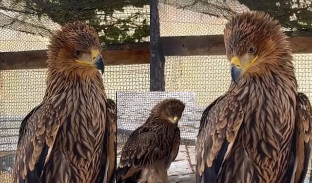 Anadolu’nun Şah Kartalı Kırşehir’de emin ellerde