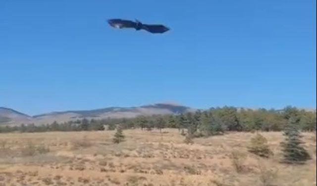 Tedavisi tamamlanan saz delicesi özgürlüğüne kavuştu