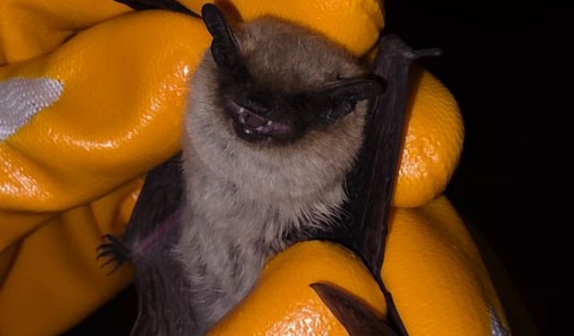 Kırşehir’de bitkin cüce yarasa koruma altına alındı