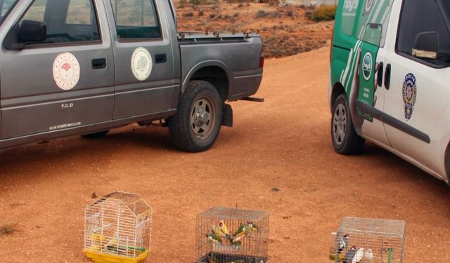 Kırşehir’de yasadışı kuş operasyonu: 66 Kuş ele geçirildi!