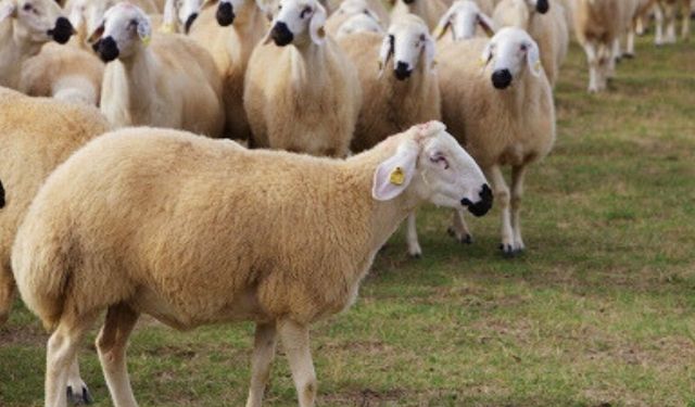 772 Milyon TL’lik destek: Kırşehirli üreticilerin hesaplarına aktarıldı