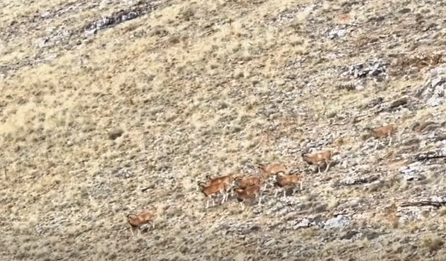 Kırşehir Bozkırlarının Asil Simgesi!