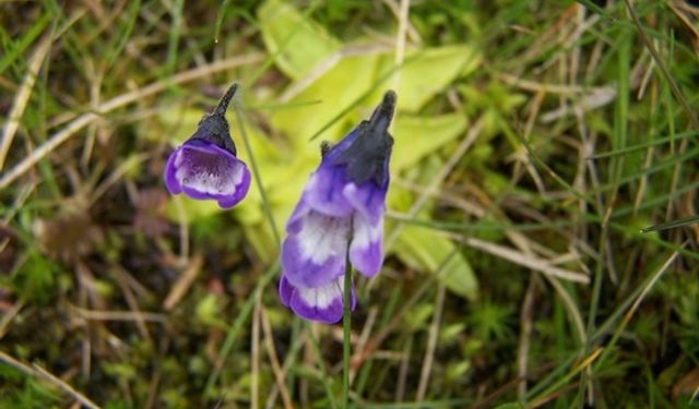 Uluer'in bilimsel çalışmaları, Türkiye florasında yeni ufuklar açıyor