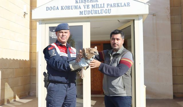 Kırşehir’de Yaralı Kızıl Şahin Doğaya Kazandırılacak