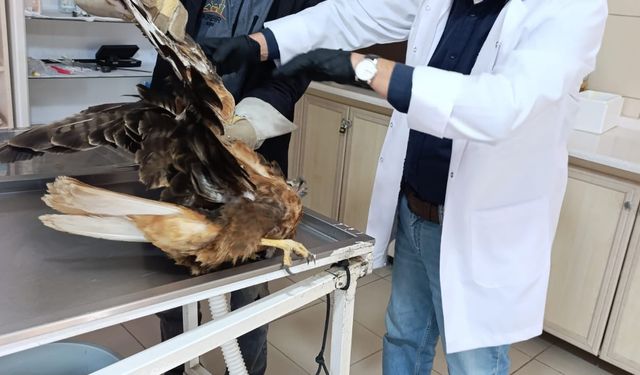 Yaralı kızıl şahin tedavi altına alındı