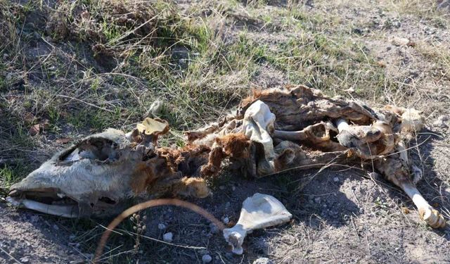 Boş Araziye Atılan Buzağı Kadavraları Halk Sağlığını Tehdit Etti
