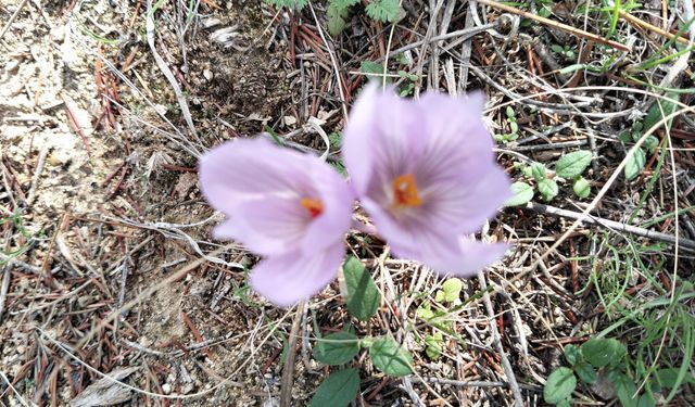 Bozkırın kalbinde mucize: Aşıkpaşa’da çiğdemler kışı müjdeledi