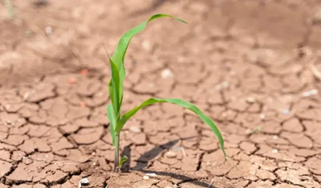 Çiftçi kara kara düşünüyor