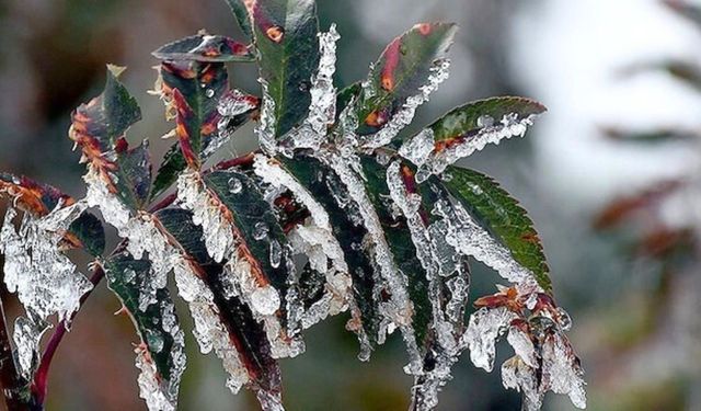 Kırşehir’de don zararına karşı yeni adım