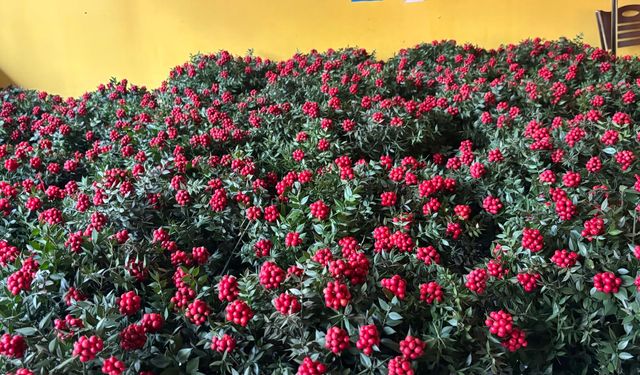 Yeni yıla giden yolda kokina Kırşehir’de tahtını koruyor